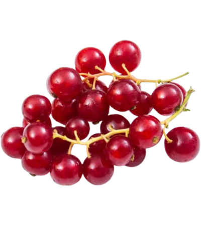 Redcurrant Holland