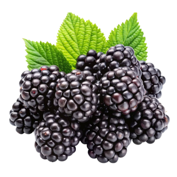 Blackberry Dubai