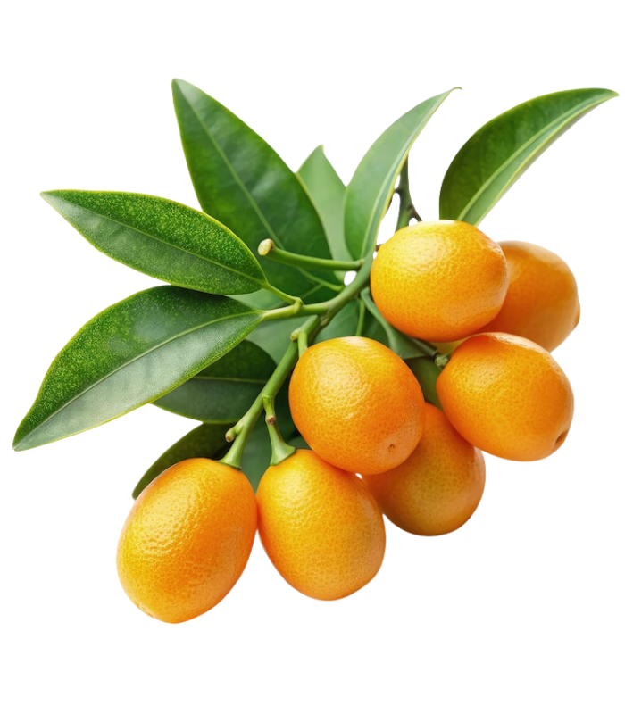 Kumquats Kumquats