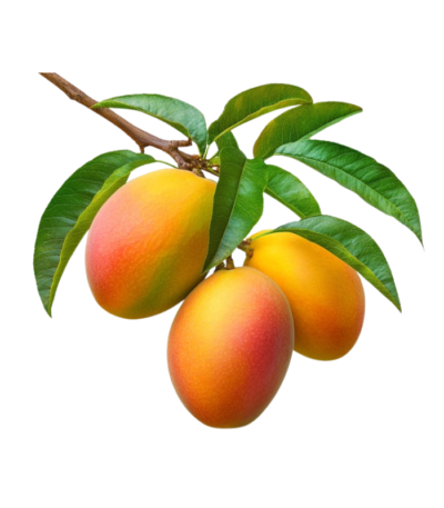 Kenya Mango