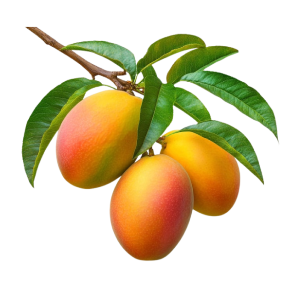 Kenya Mango