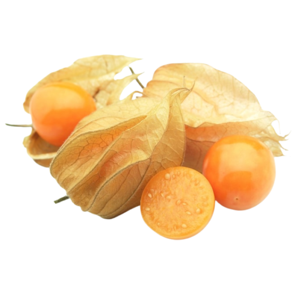 Physalis