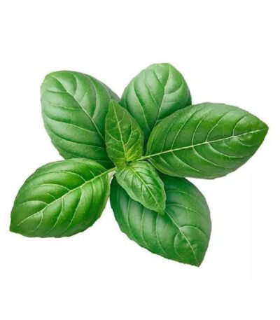 HERBS BASIL