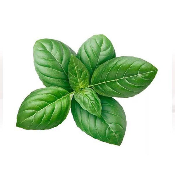 HERBS BASIL