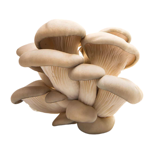 Untitled design (20) MUSHROOM OYSTER - Image 1