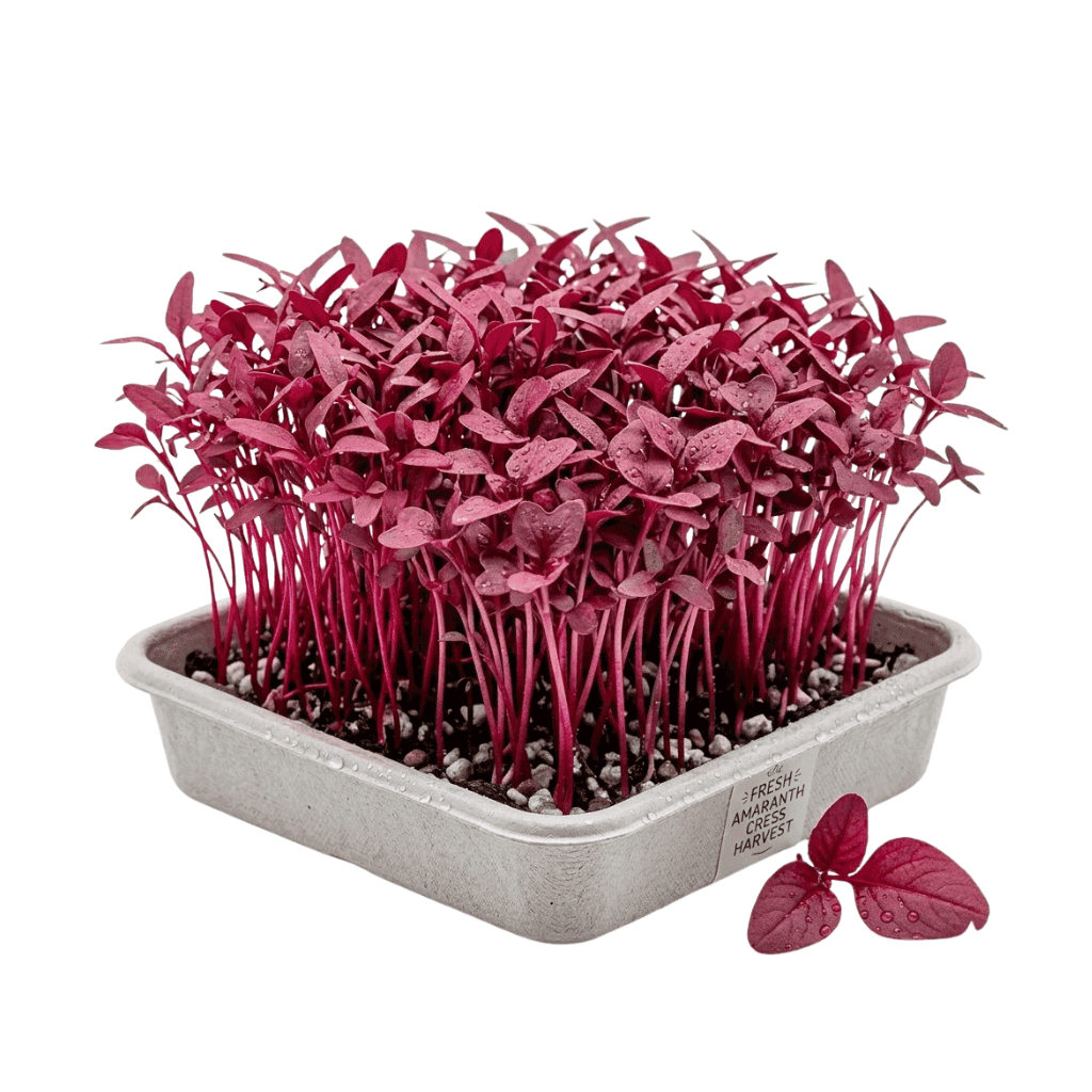 Untitled design - 2026-08-03T100449.070 Amaranth Microgreens Punnet Dubai - Image 1