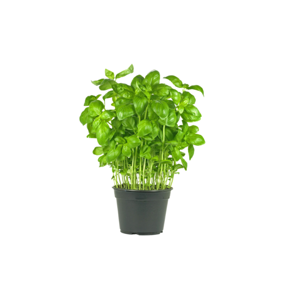 Basil Herbs in Pot Dubai