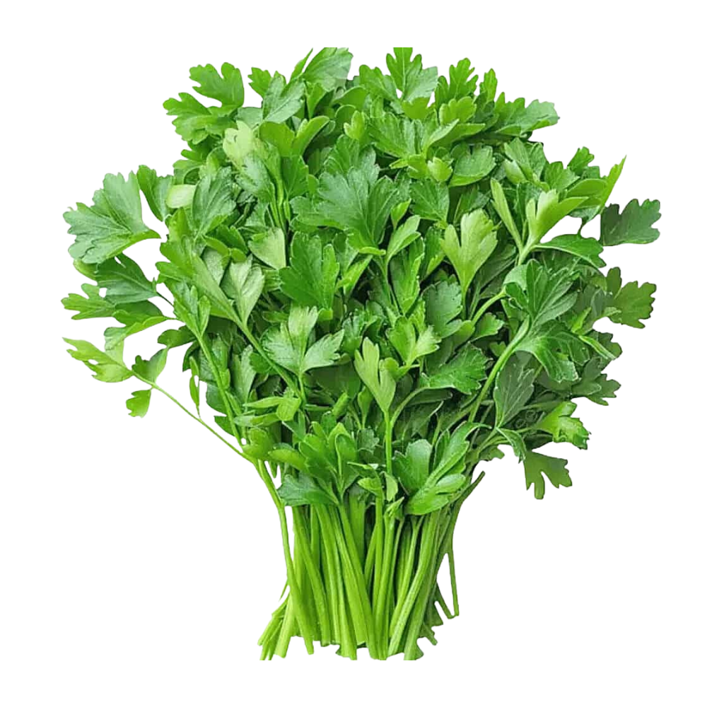 Untitled design - 2026-08-03T104032.154 Coriander Leaves - Image 1