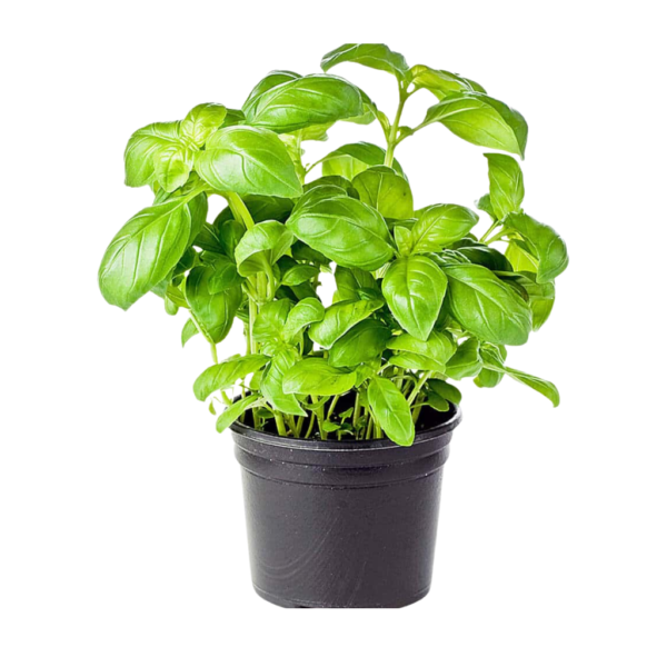 Fresh Basil Pot Dubai