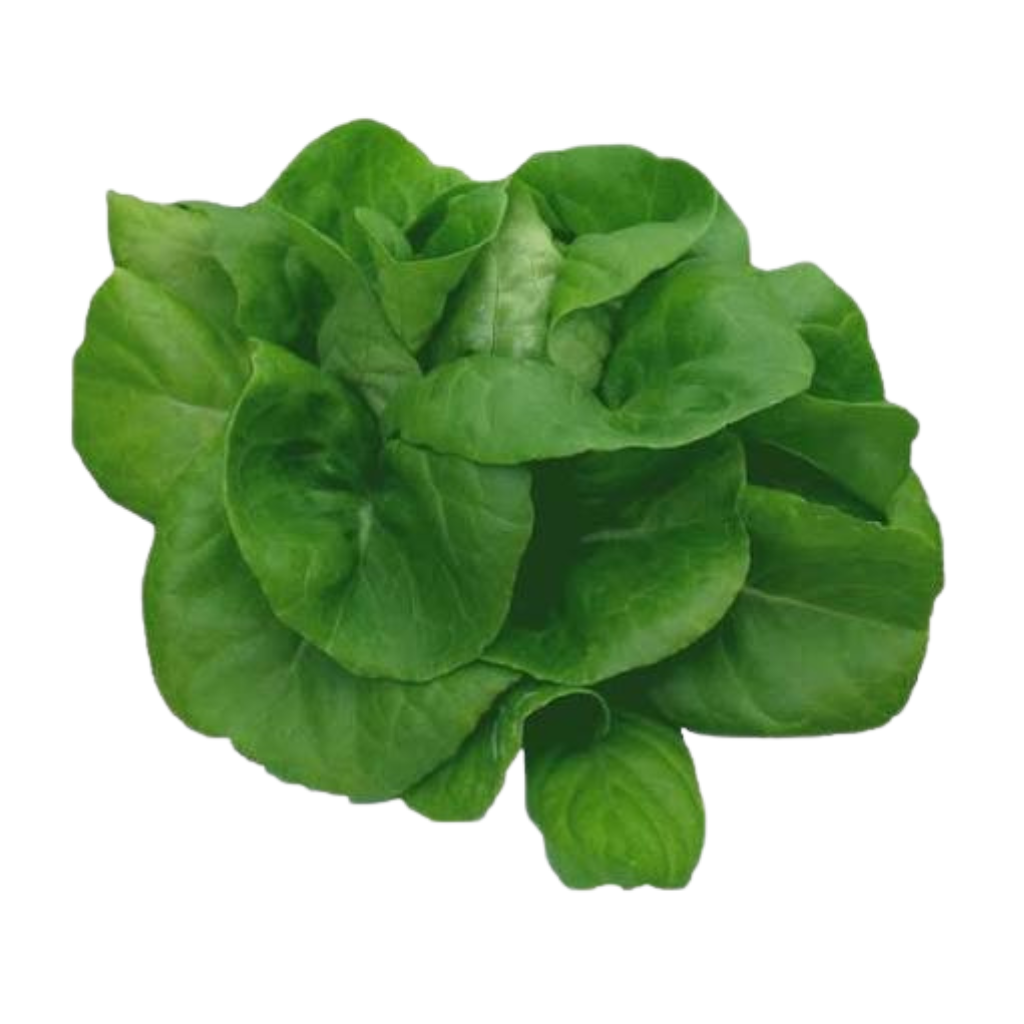 Untitled design - 2026-08-03T105049.532 Fresh Bostan Lettuce - Image 1