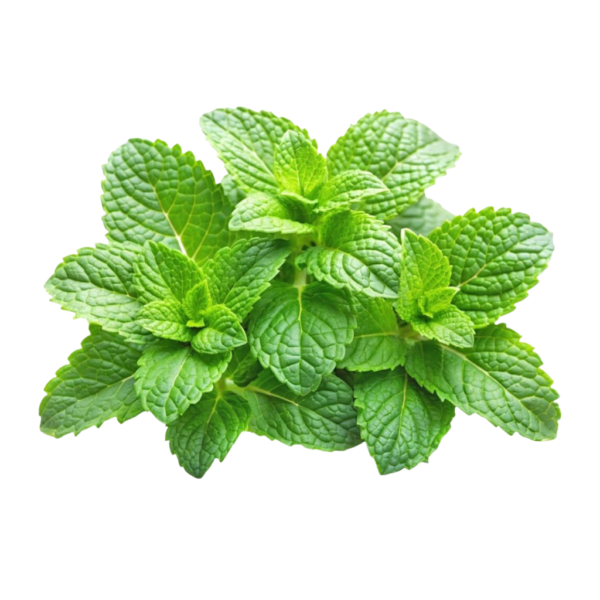 Fresh Mint Leaves Dubai