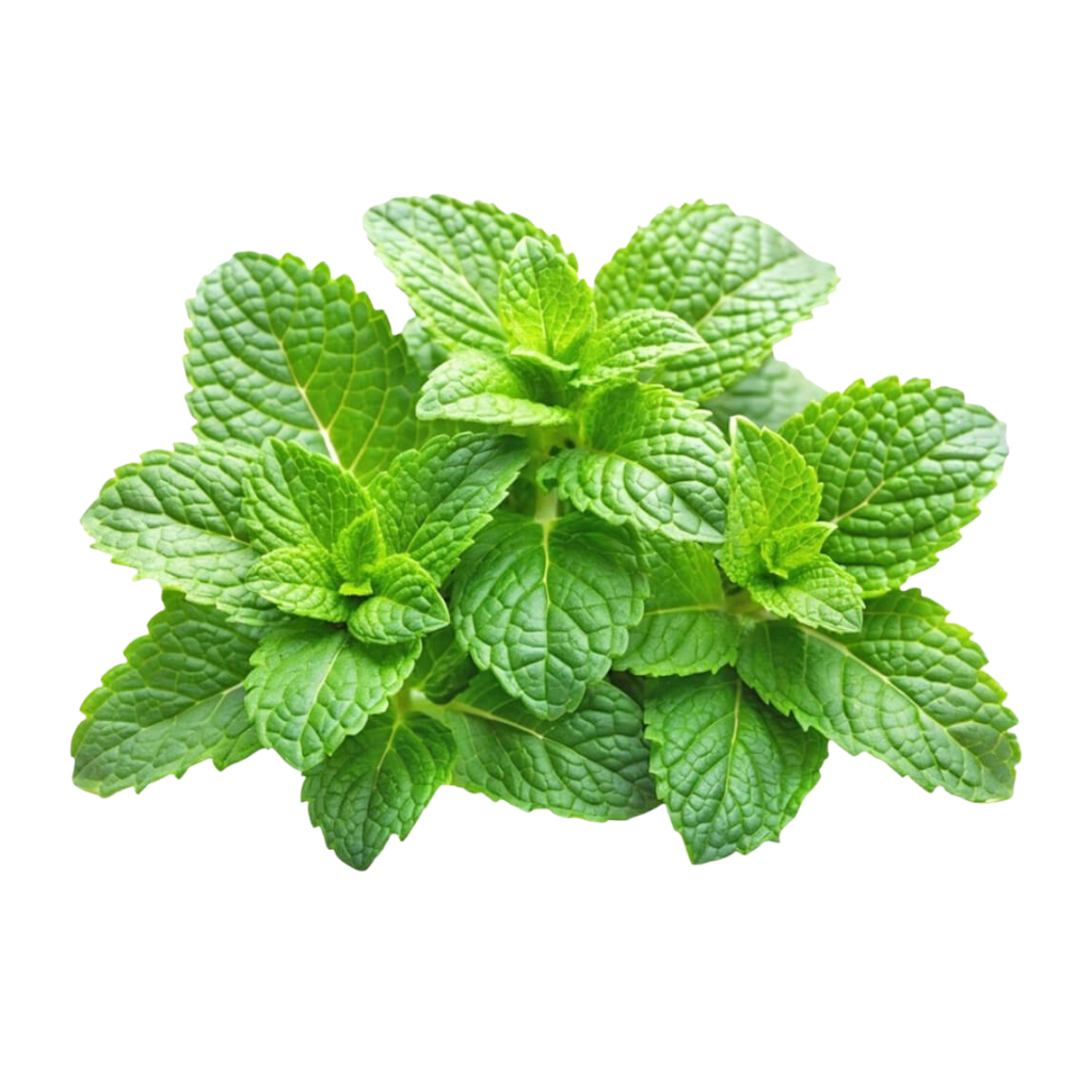 Untitled design - 2026-08-03T105415.059 Fresh Mint Leaves Dubai - Image 1