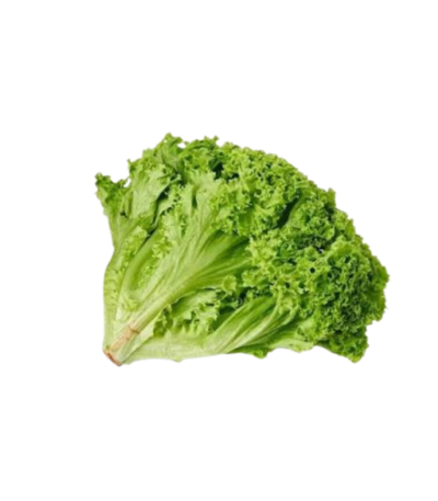 LETTUCE LOLLO BIONDA