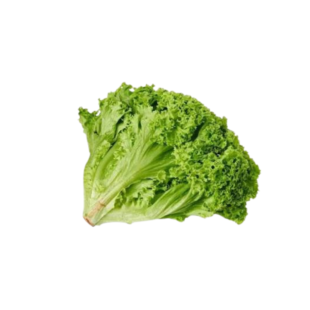 LETTUCE LOLLO BIONDA LETTUCE LOLLO BIONDA