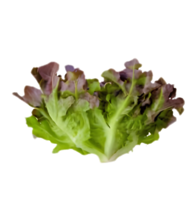 Lettuce Oakleaf Dubai