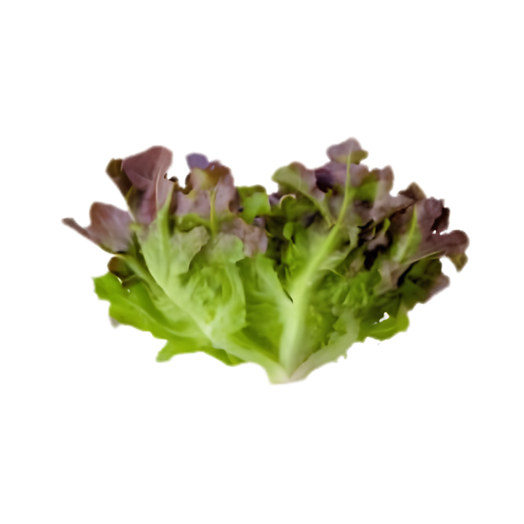 Lettuce Oakleaf Dubai Lettuce Oakleaf Dubai