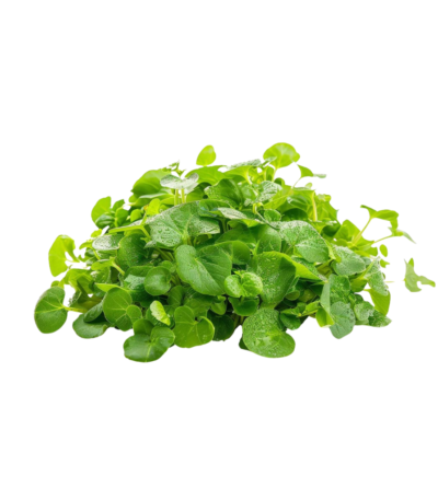 Micro Broccoli Cress