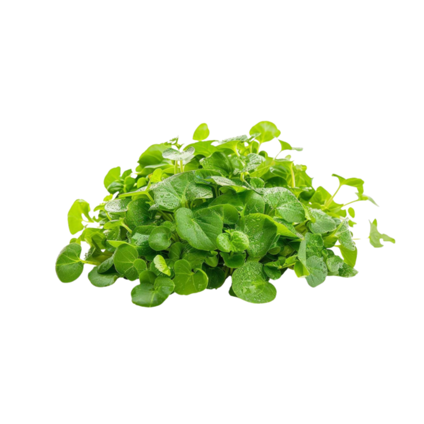 Micro Broccoli Cress