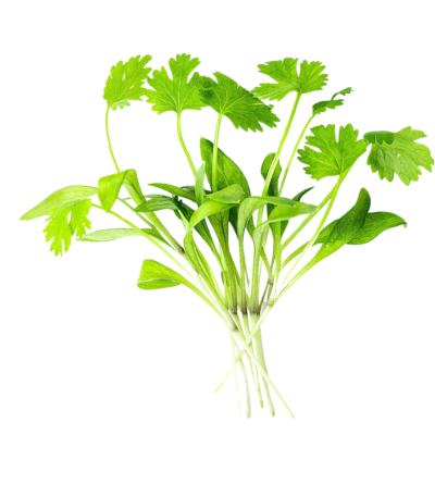 Micro Coriander Cress