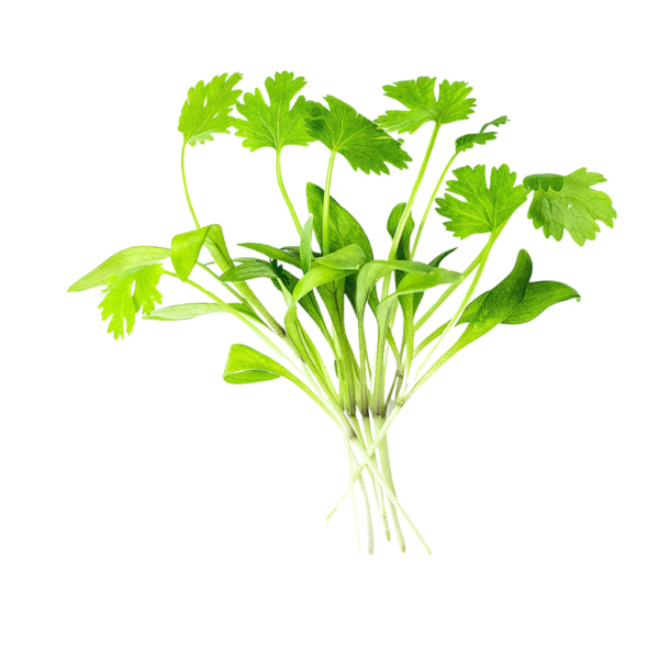 Micro Coriander Cress