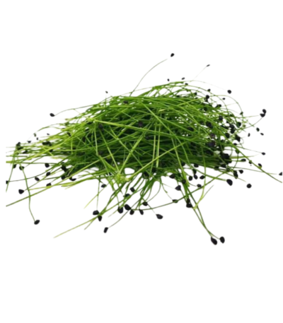 Garlic Chive Microgreens
