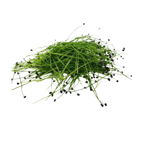 Garlic Chive Microgreens