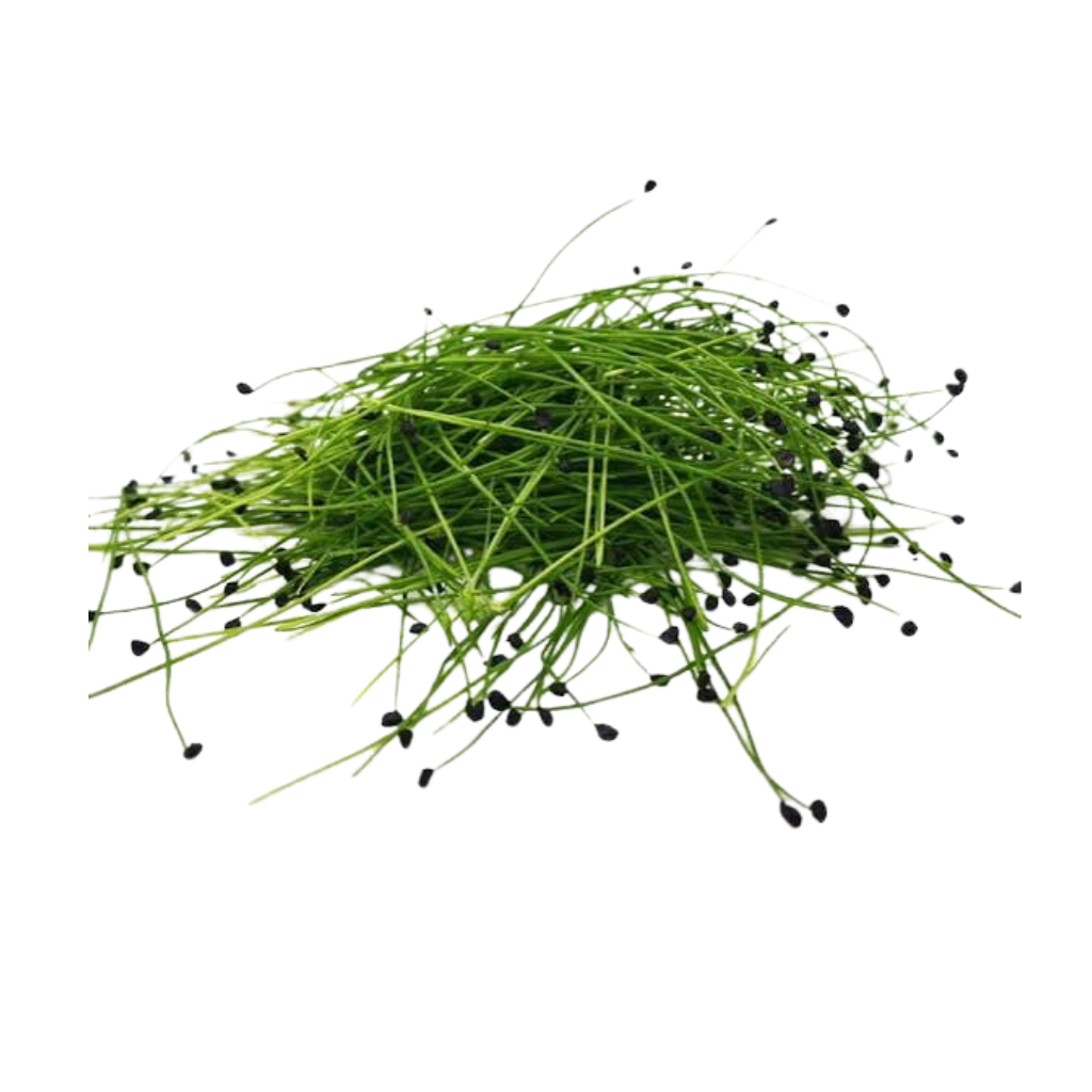 Garlic Chive Microgreens Garlic Chive Microgreens