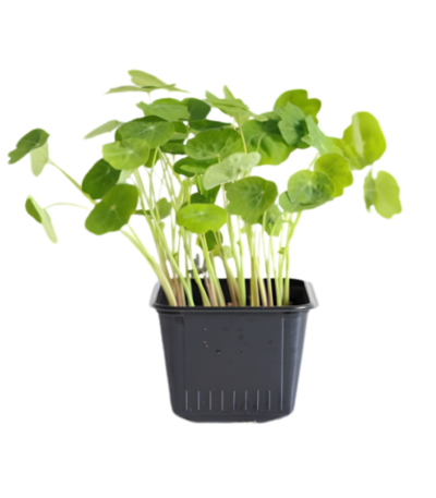 Micro Zori Nasturtium