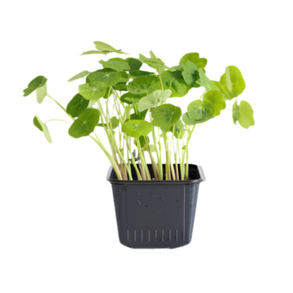 Micro Zori Nasturtium