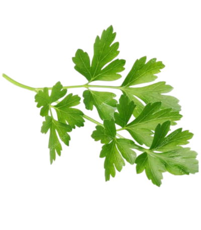 flat leaf parsley