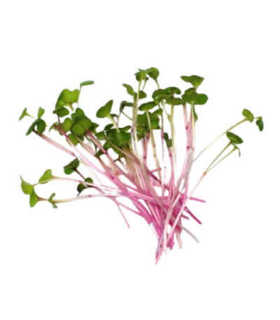 red radish microgreens