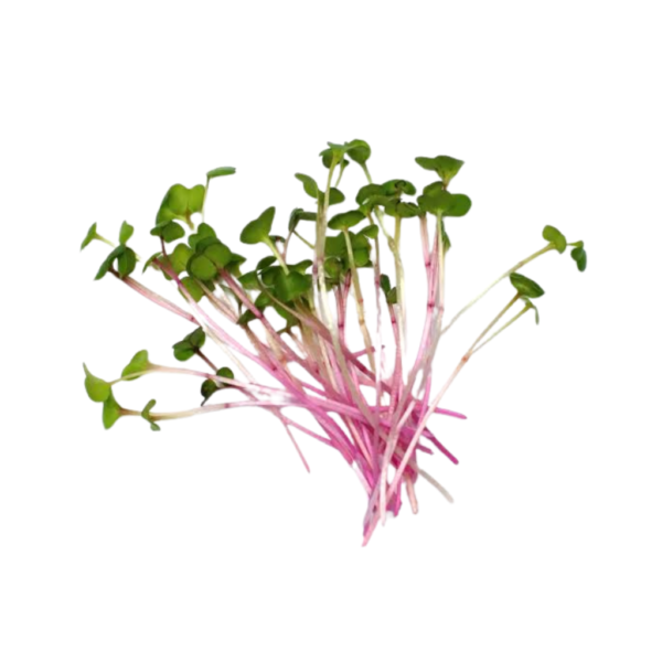 red radish microgreens