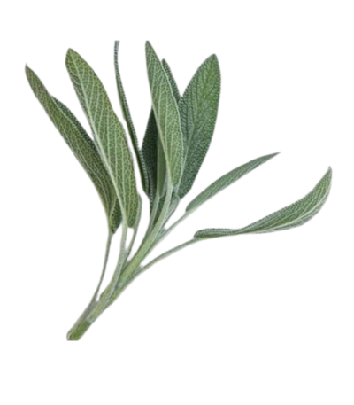 Fresh sage leaves