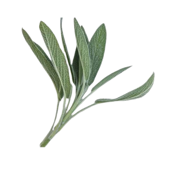 Fresh sage leaves