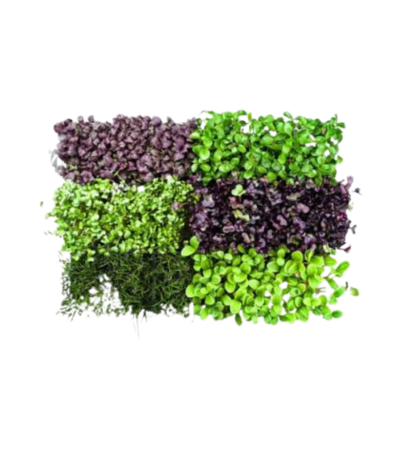 Sakura mix microgreens box