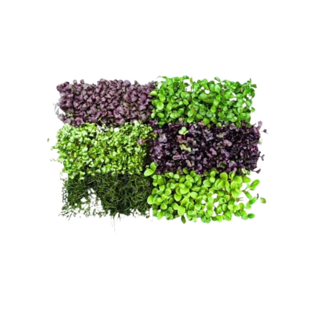 Sakura mix microgreens Sakura mix microgreens box