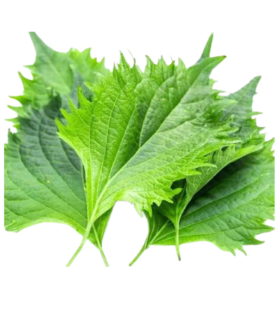 Green shiso ohba leaves pack Dubai