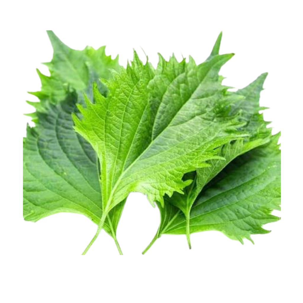 Green shiso Green shiso ohba leaves pack Dubai