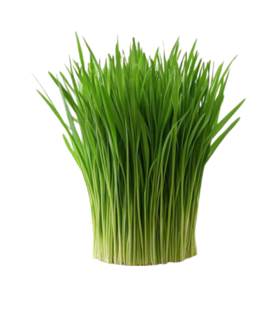 Live wheatgrass tray with roots Dubai