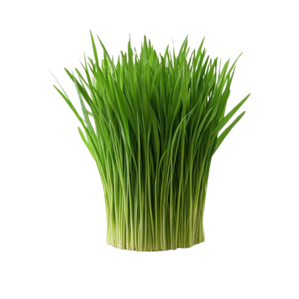 Live wheatgrass tray with roots Dubai