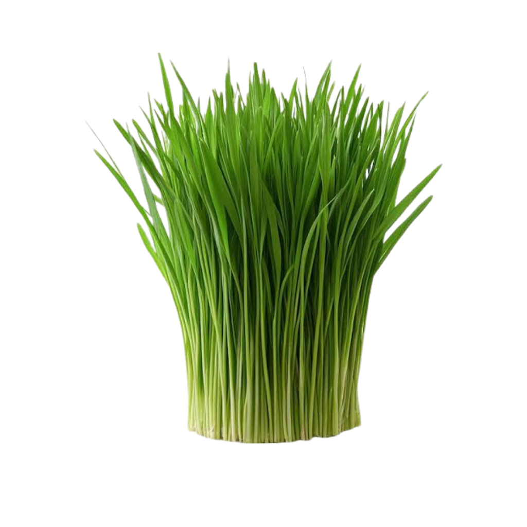 Live wheatgrass tray Live wheatgrass tray with roots Dubai