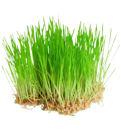 Fresh wheatgrass Dubai