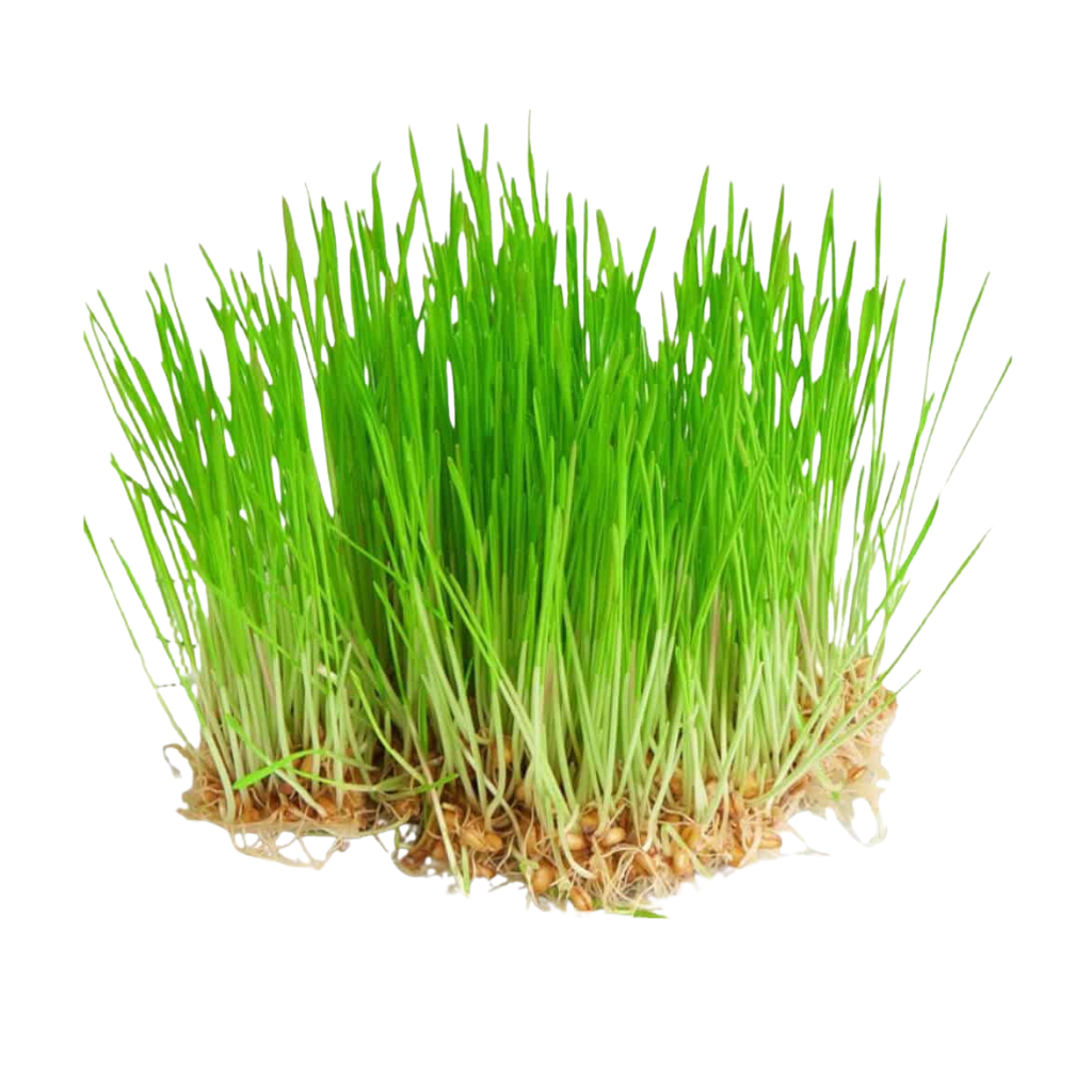 Fresh wheatgrass Fresh wheatgrass Dubai