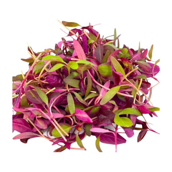Amaranth Microgreen Cut Dubai