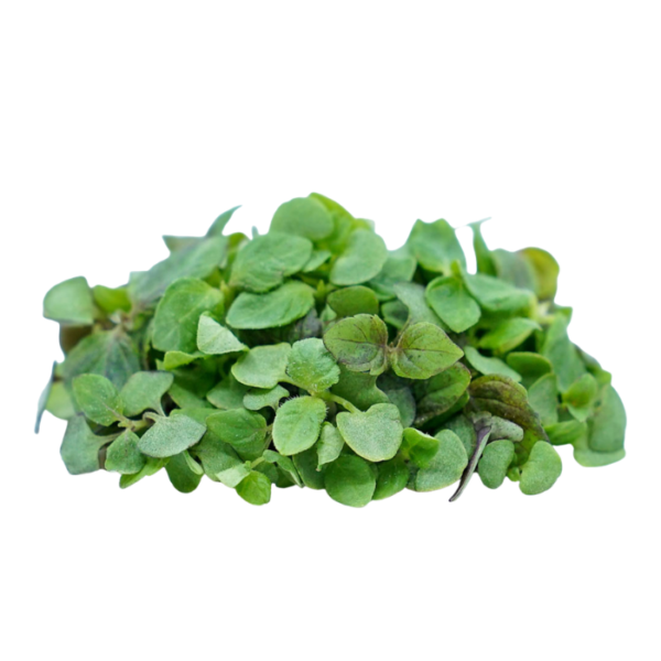 Micro Shiso Cress
