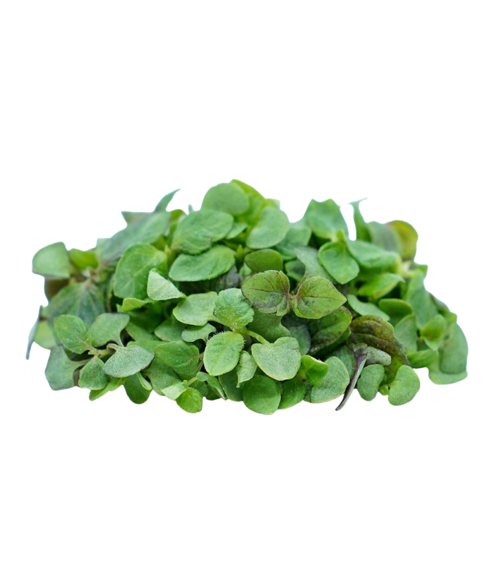Untitled design - 2026-08-21T223942.733 Micro Shiso Cress - Image 1